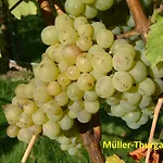 Weinstube Schwalbennest Konukevi
