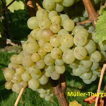 Weinstube Schwalbennest Gæstehus